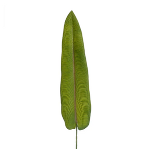 Hoja Mango