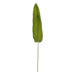 Hoja Mango