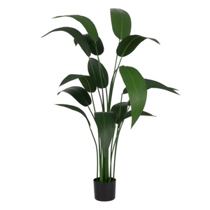 Planta Strelitzia