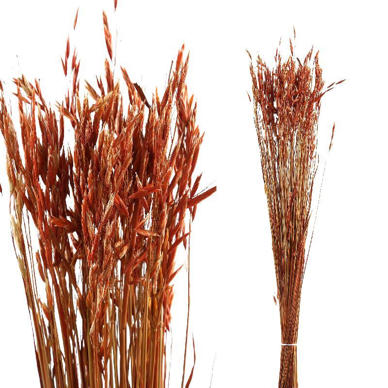 Hoja Natural Seca de la Planta de la Avena - bdhome Marbella