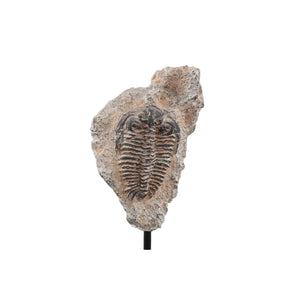 Fossil Statue