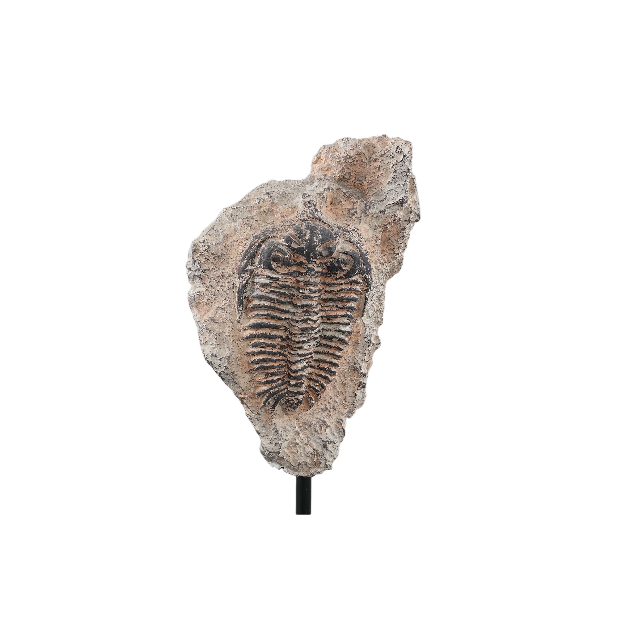 Fossil Statue