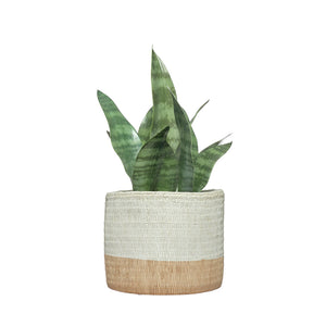 Planta artificial Sansevieria