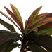 Planta Dracaena Roja