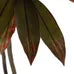 Planta Dracaena Roja