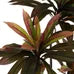 Planta Dracaena Roja