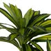 Planta Dracaena verde