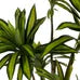 Planta Dracaena verde