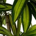 Planta Dracaena verde