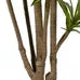 Planta Dracaena verde