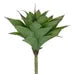 Planta Desierto