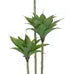 Planta Desierto