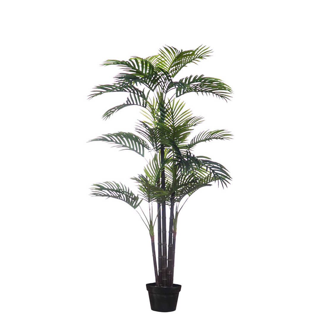 Palmera Areca 140