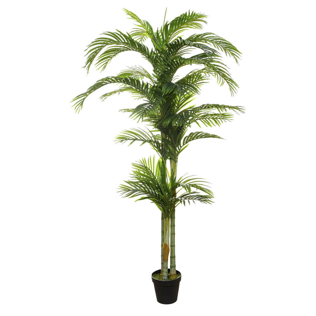 Palmera Areca 210