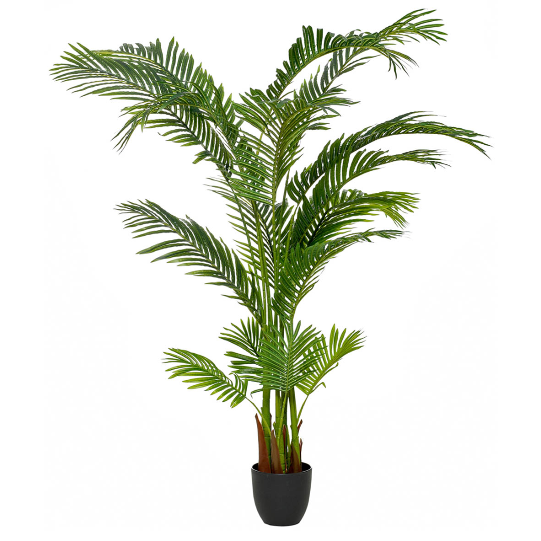 Palmera Areca 170