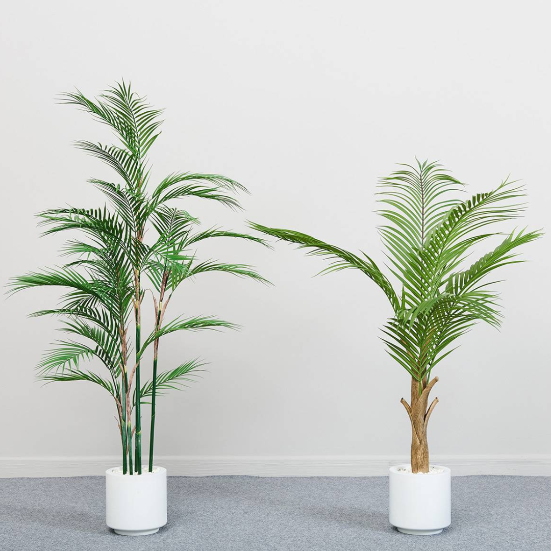 Palmera