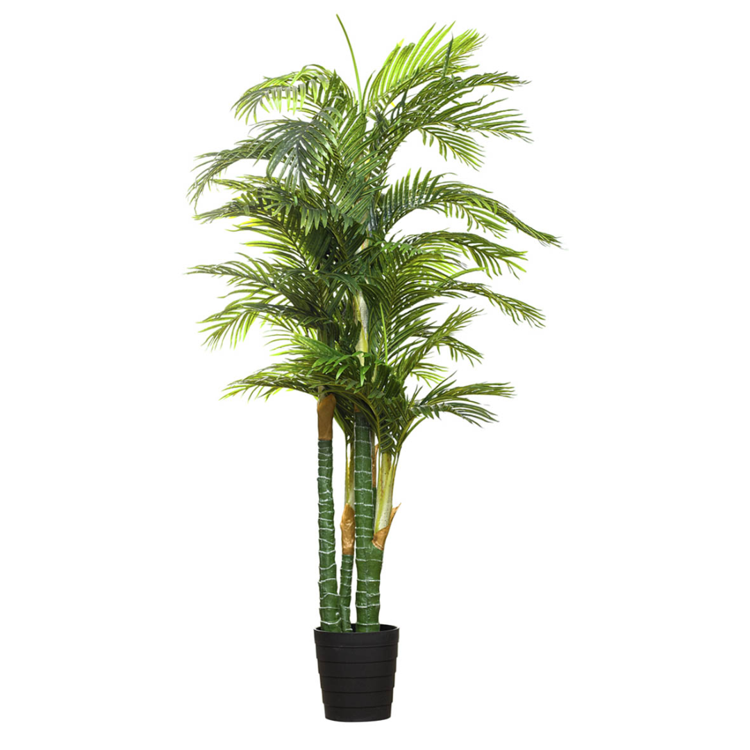 Palmera Areca x5 210