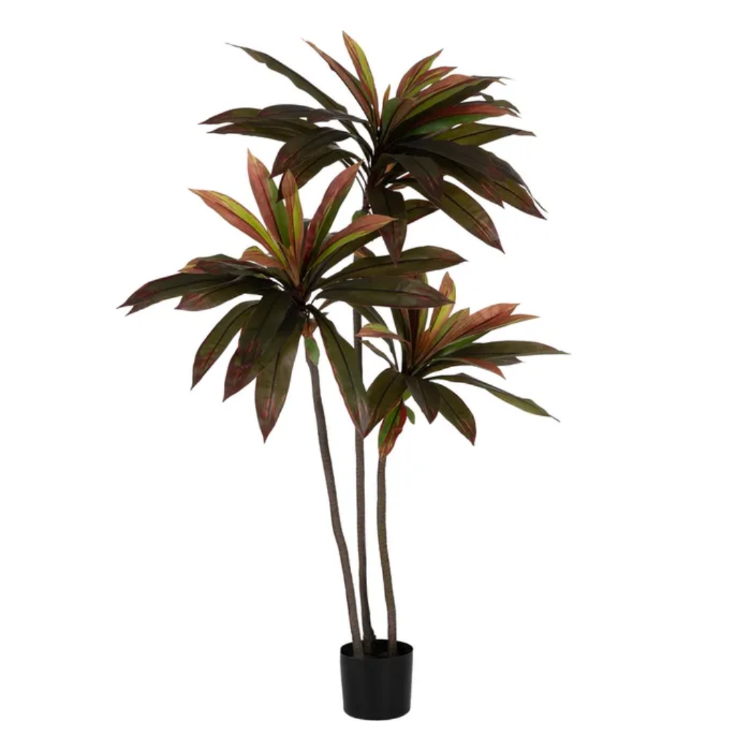 Planta Dracaena Roja