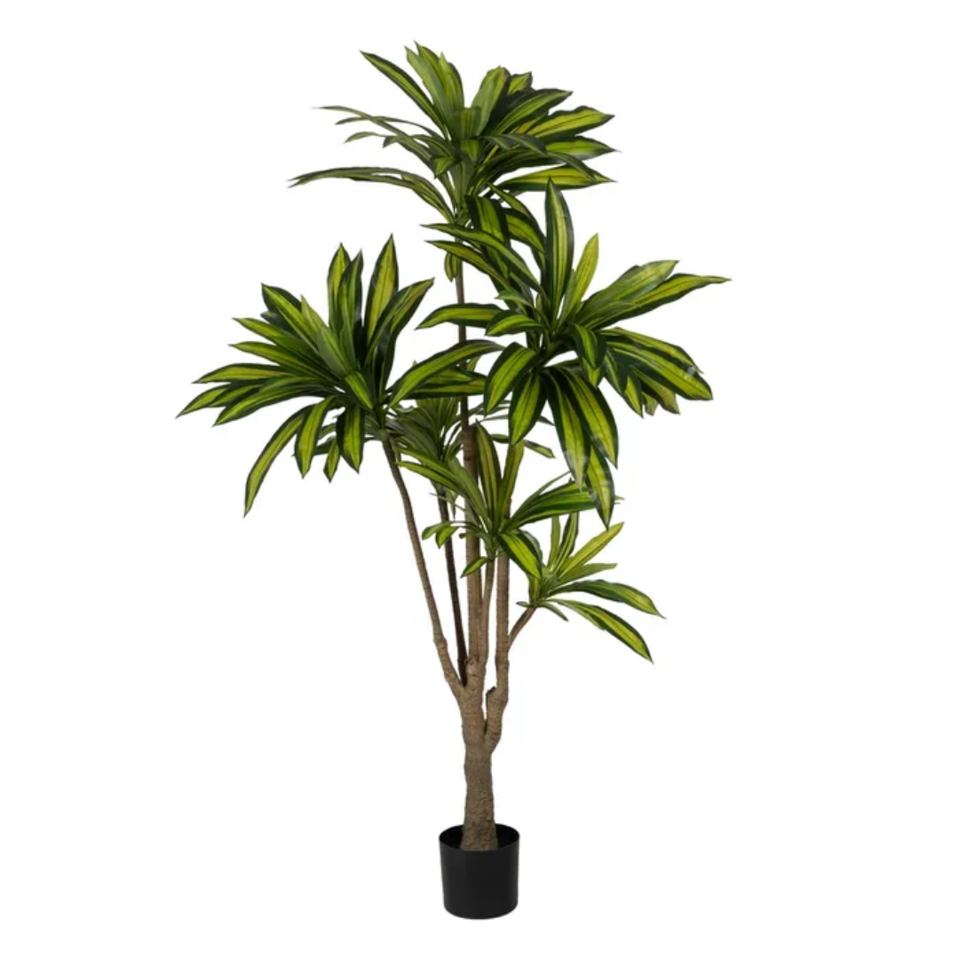 Planta Dracaena verde
