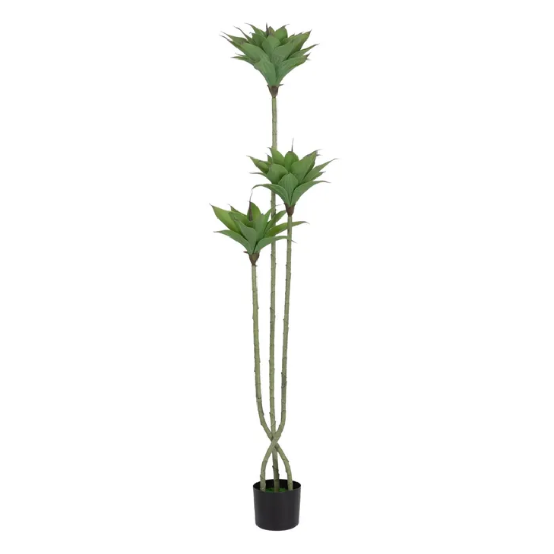 Planta Desierto