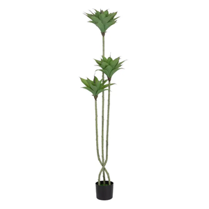 Planta Desierto