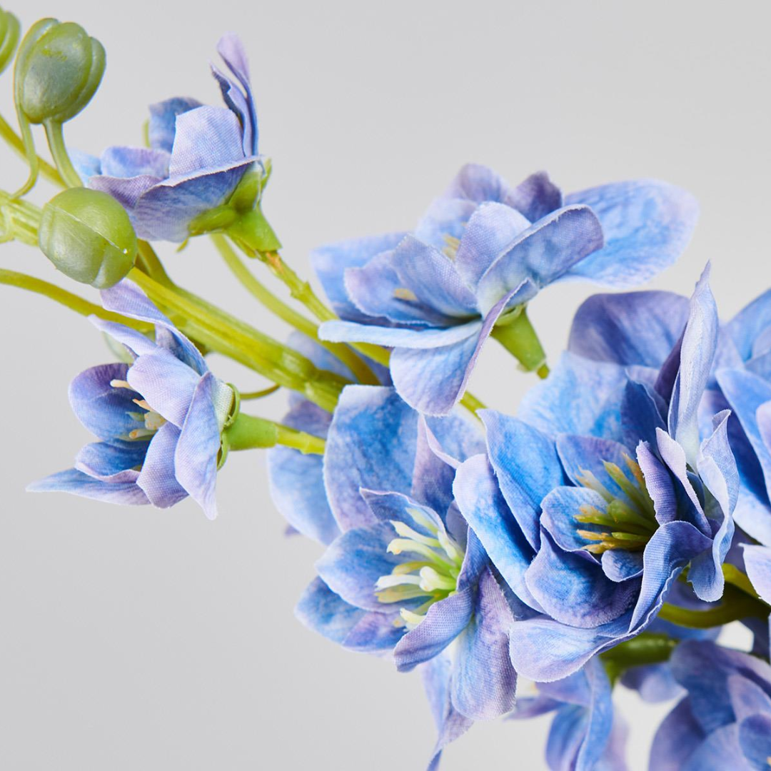 Delphinium Azul
