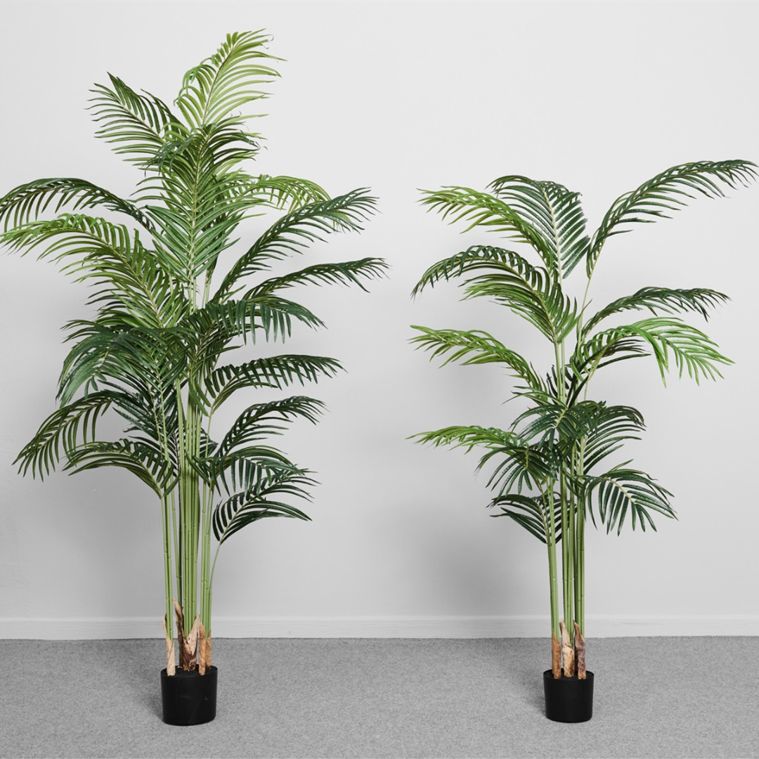 Palmera Real
