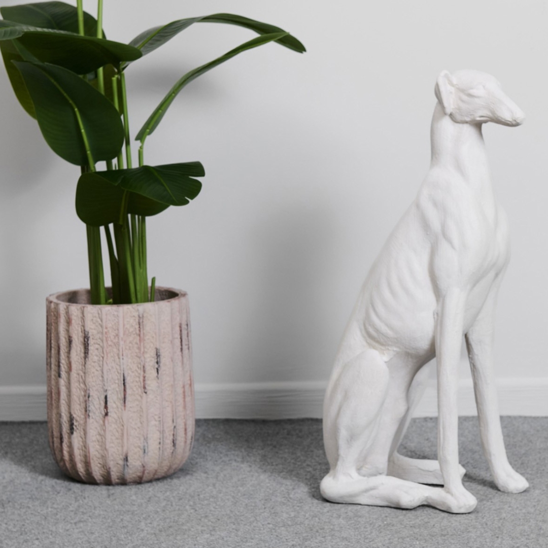 Galgo Blanco