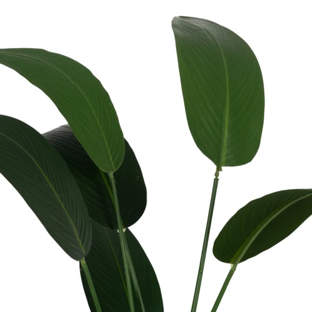 Planta Strelitzia