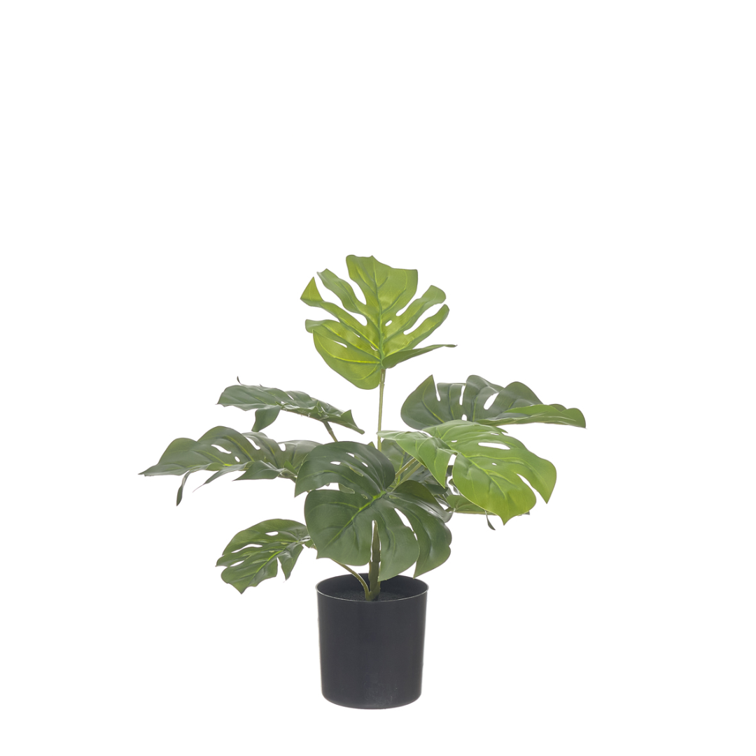 Monstera 37cm