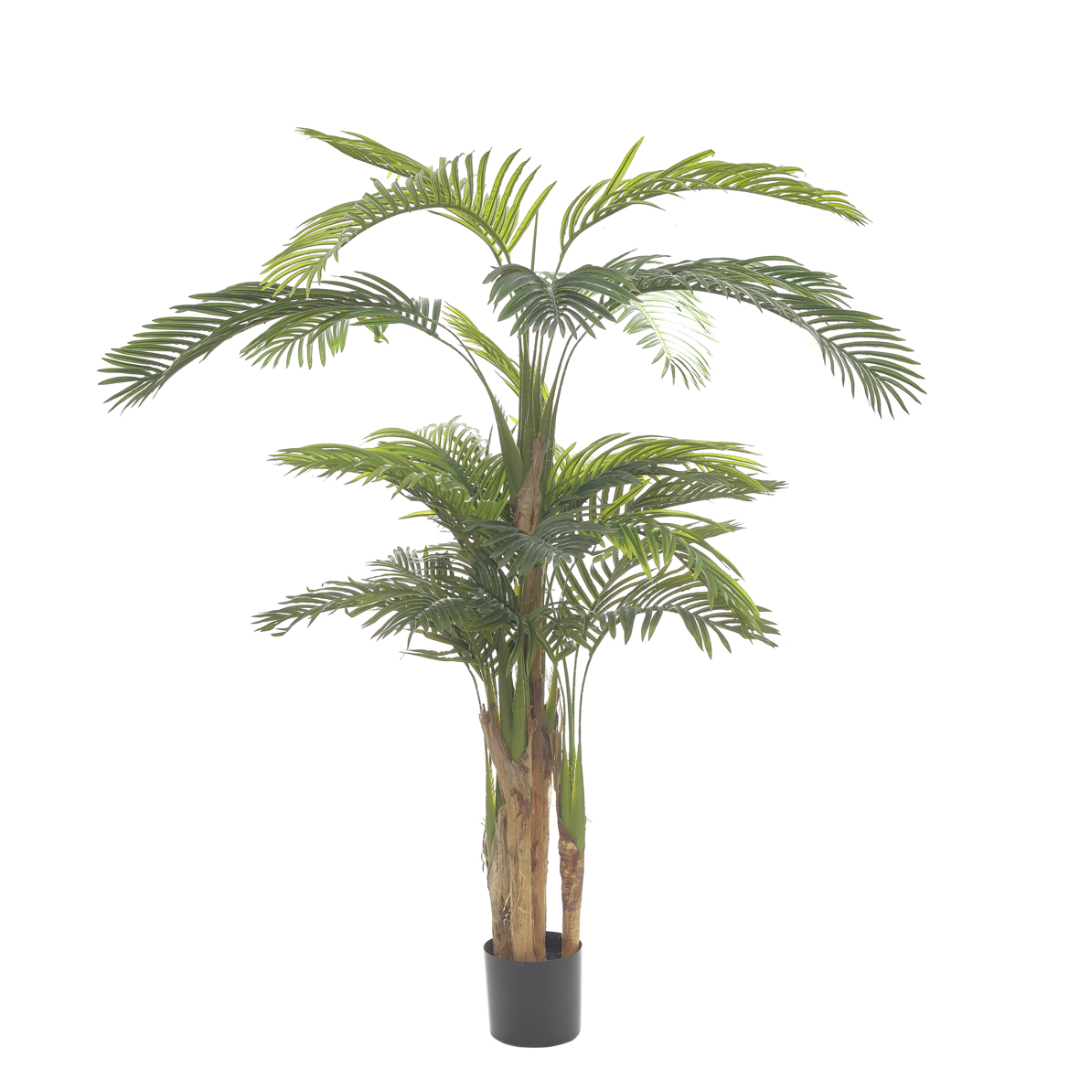 Palma areca 200cm