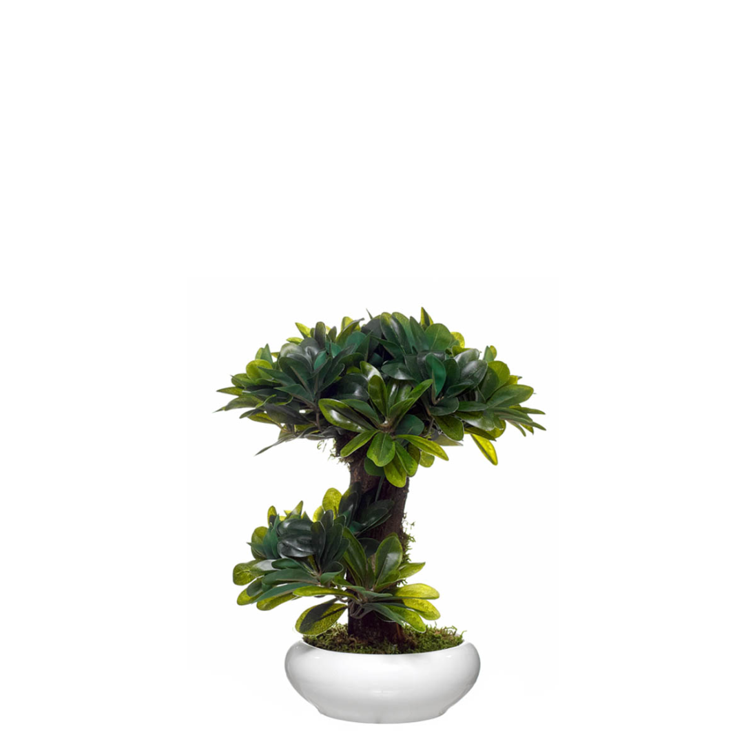 Ficus Miniatura
