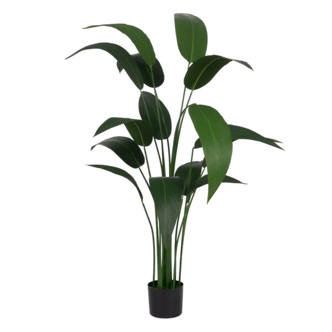 Planta Strelitzia