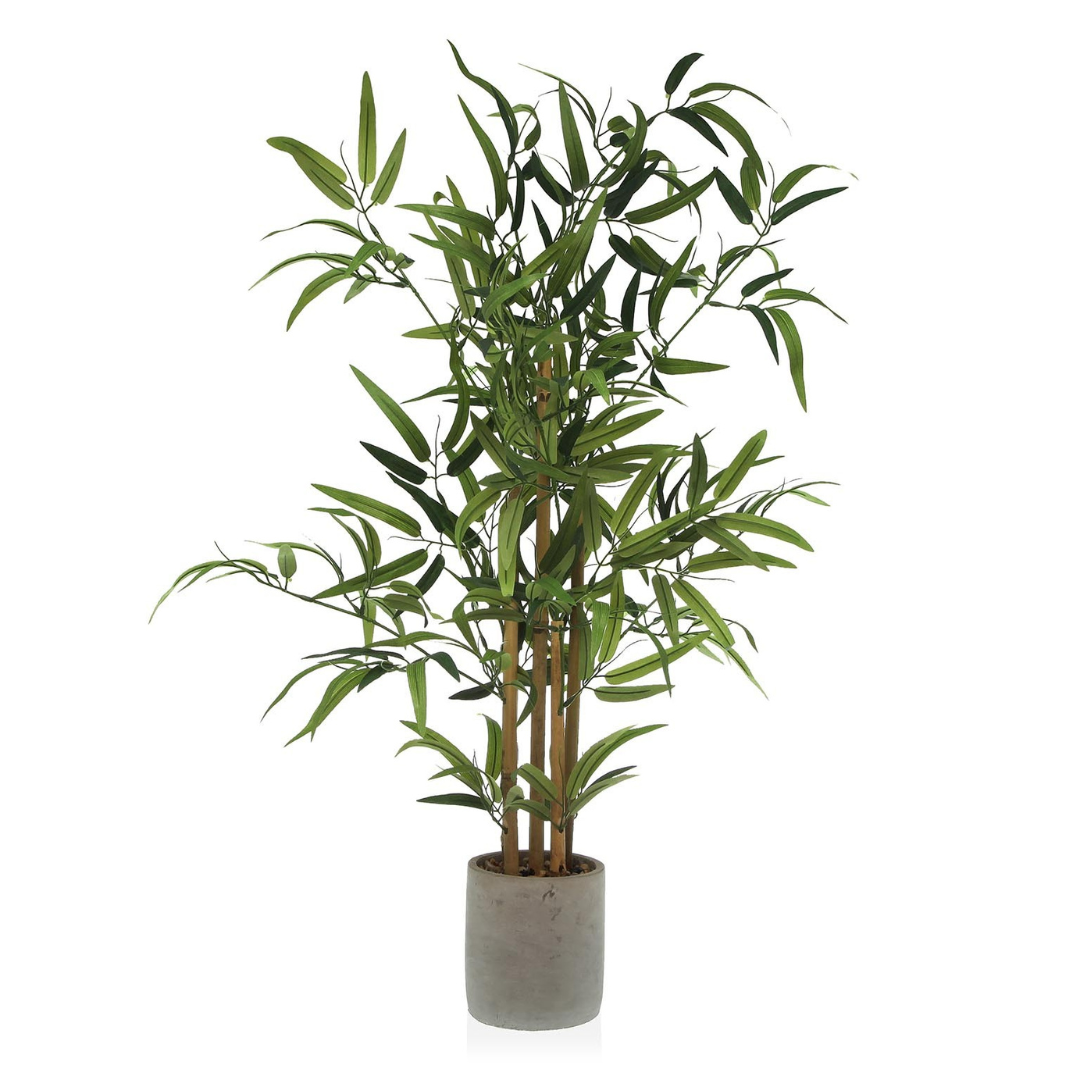 Bamboo Plant in Pot
